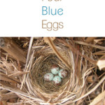 Four_Blue_eggs_cov_web