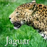 JD_Cov_web